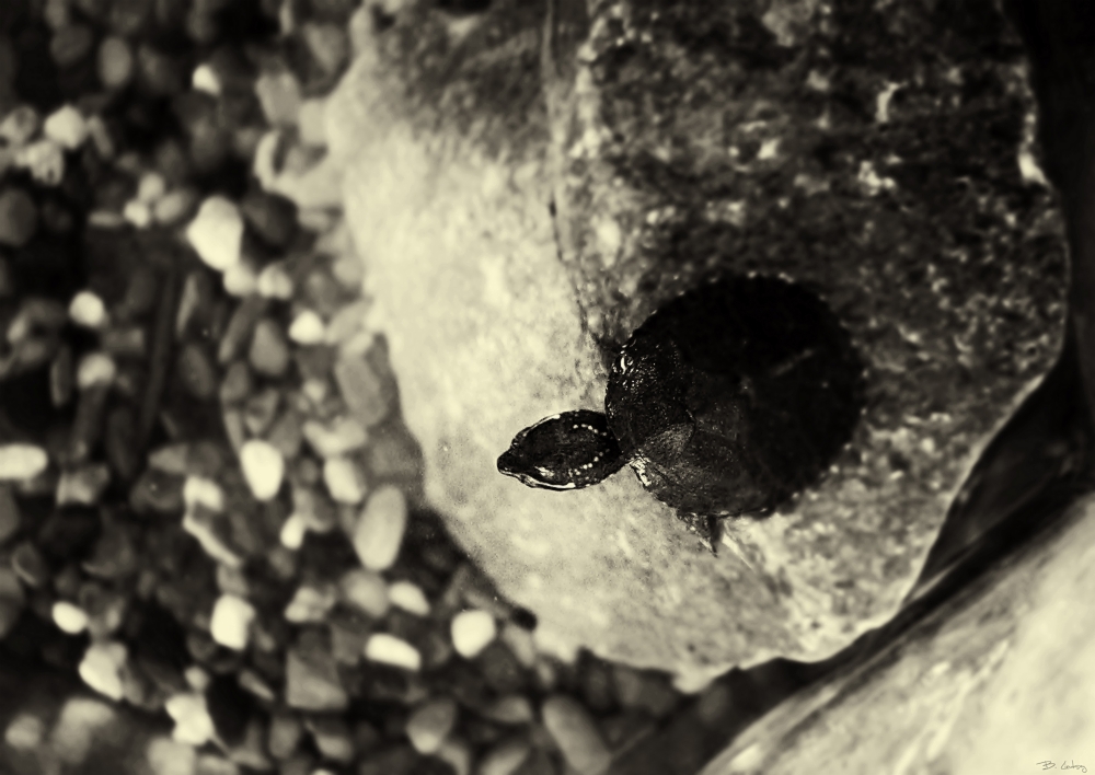 LittleTurtleBigWorldAAG