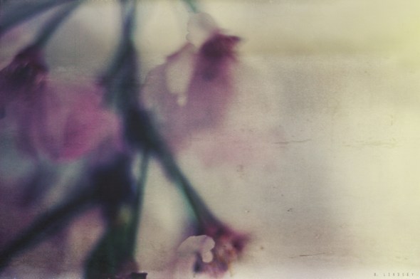 cherryblossomsCOLOURmj