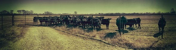 cowpano