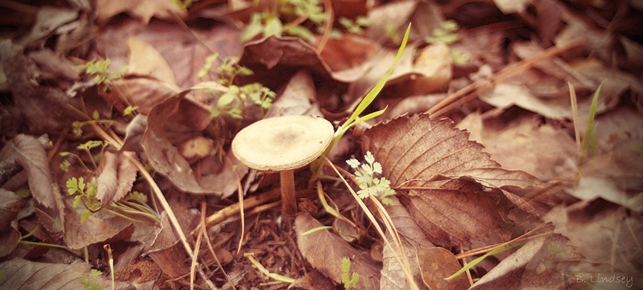 mushroom-in-back-of-aunt-marthass-yard