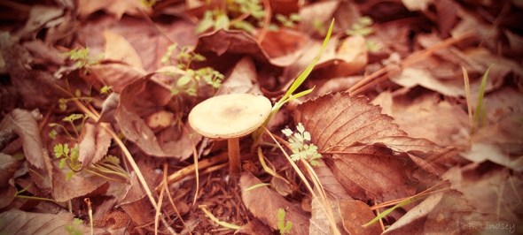 mushroom-in-back-of-aunt-marthass-yard