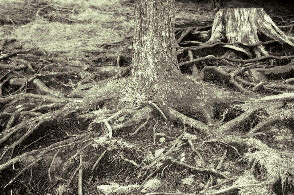 roots