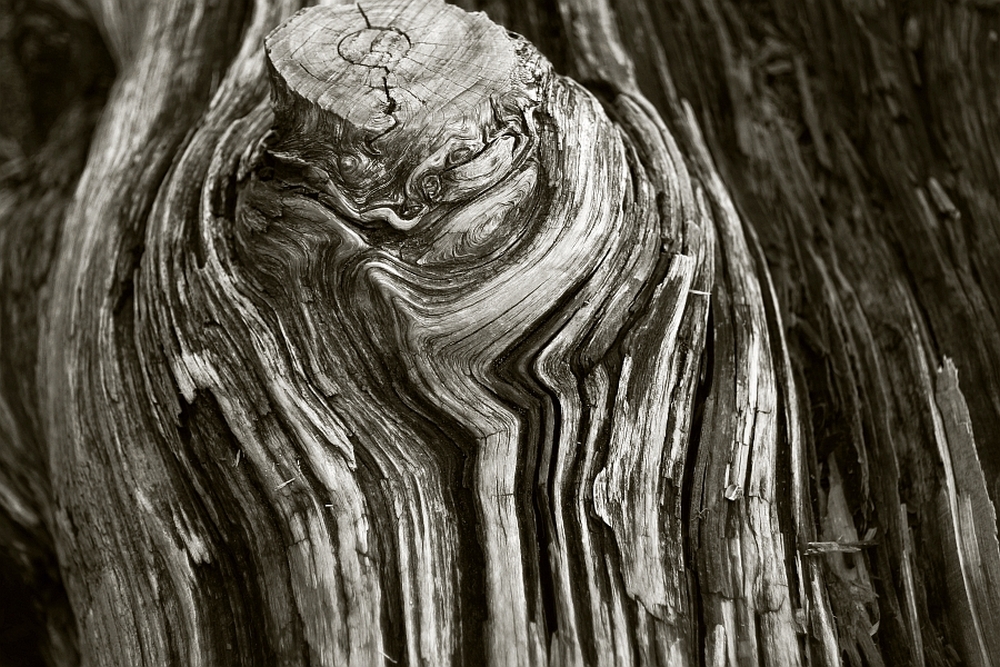 treepicClingmansDome